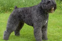 cães, raças, inteligência, animais