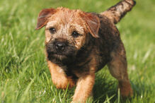 cães, raças, inteligência, animais