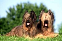 cães, raças, inteligência, animais