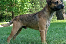 cães, raças, inteligência, animais