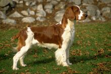 cães, raças, inteligência, animais