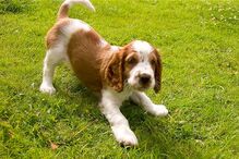 cães, raças, inteligência, animais