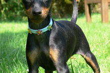 cães, raças, inteligência, animais