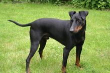 cães, raças, inteligência, animais