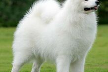 cães, raças, inteligência, animais