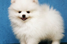 cães, raças, inteligência, animais