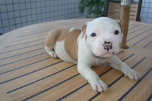 cães, raças, inteligência, animais