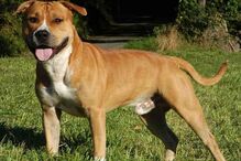 cães, raças, inteligência, animais