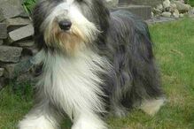 cães, raças, inteligência, animais