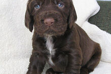 cães, raças, inteligência, animais