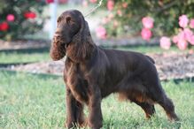 cães, raças, inteligência, animais