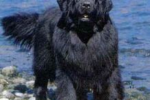 cães, raças, inteligência, animais