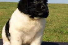 cães, raças, inteligência, animais