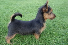 cães, raças, inteligência, animais