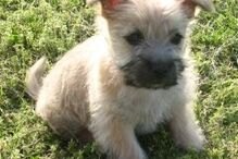 cães, raças, inteligência, animais