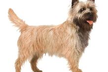 cães, raças, inteligência, animais