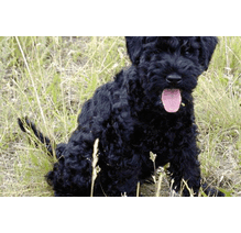 cães, raças, inteligência, animais