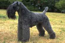 cães, raças, inteligência, animais