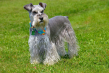 cães, raças, inteligência, animais