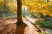 fobias, medos, insólitos, estranho