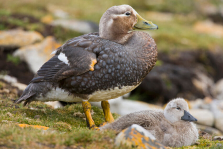 fobias, medos, insólitos, estranho