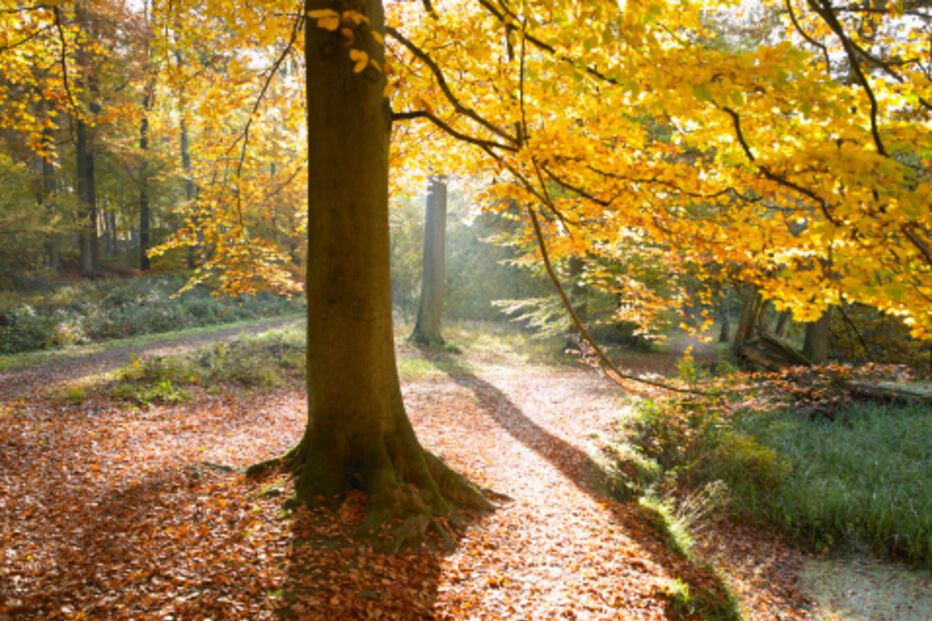 fobias, medos, insólitos, estranho