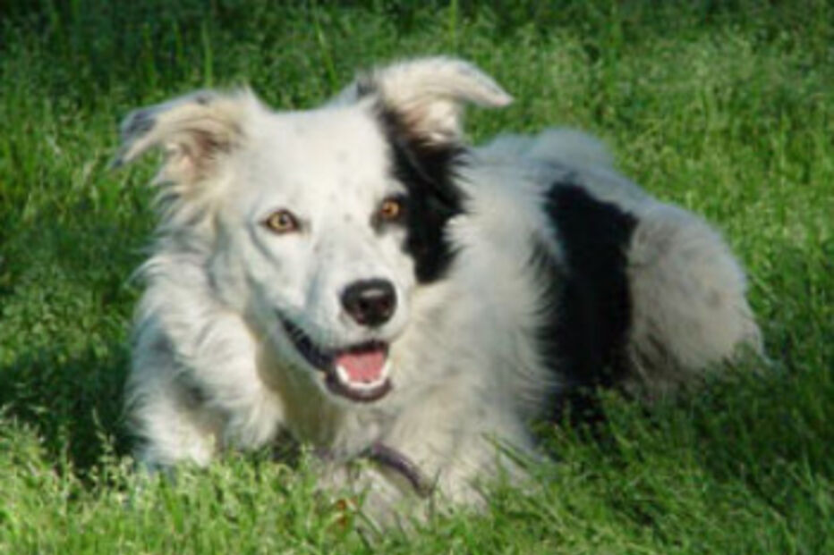 Border Collie, CÃO, CADELA, RAÇA. INTELIGENTE, CHASER