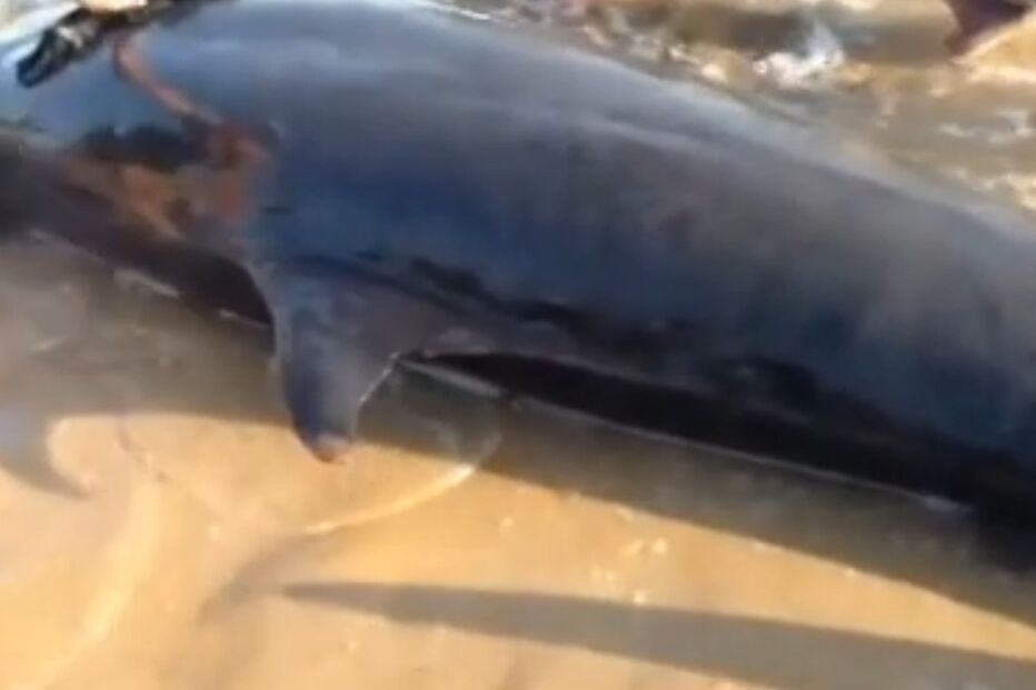 zona costeira, baleias, praia, Brasil, morte, animais