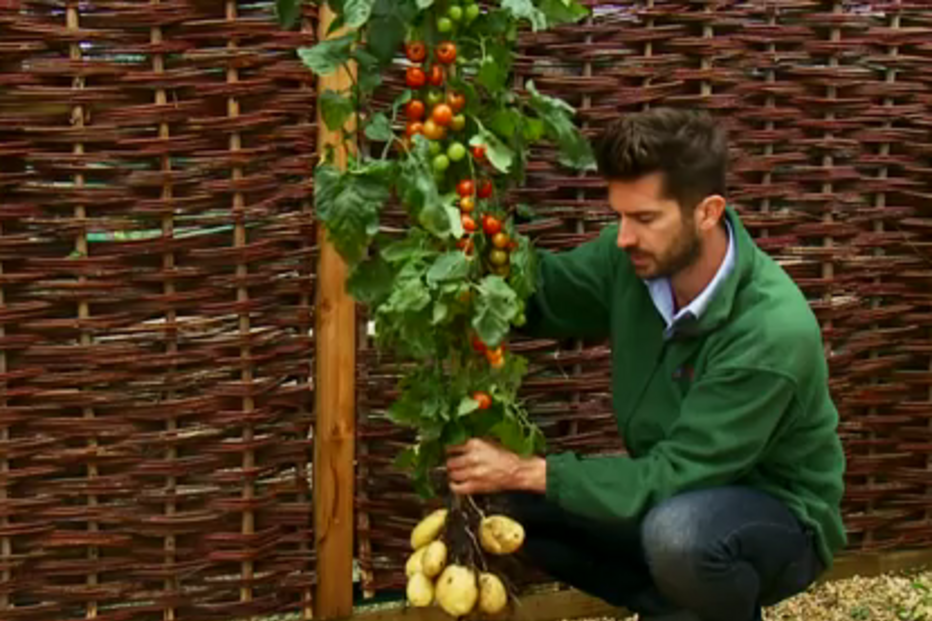 Tomtato, tomate, batata, Inglaterra, planta, Thompson & Morgan, Michael Perry