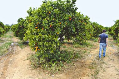 laranja, agricultura, preço, algarve