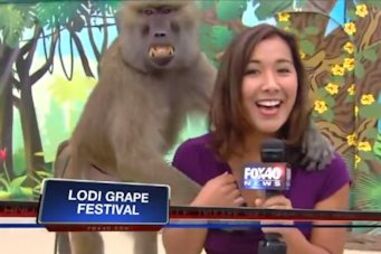 Macaco apalpa jornalista em direto