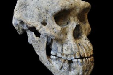 crânio, homem evolução, geórgia, ossos, fóssil, descoberta