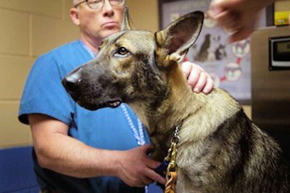 animais, laboratório, ativistas, Instituto Royal