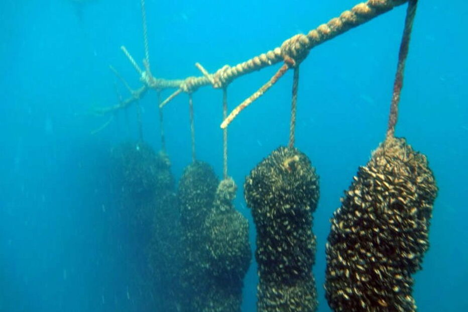 mexilhão, lagos, europa, aquacultura, algarve