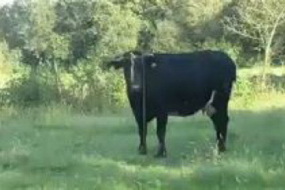 ROUBO, BOVINOS, AGUEDA, AVEIRO, ALBERGARIA