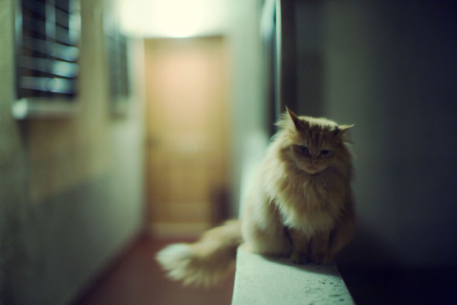 cães, gatos, veterinários, animais, estimação, lei