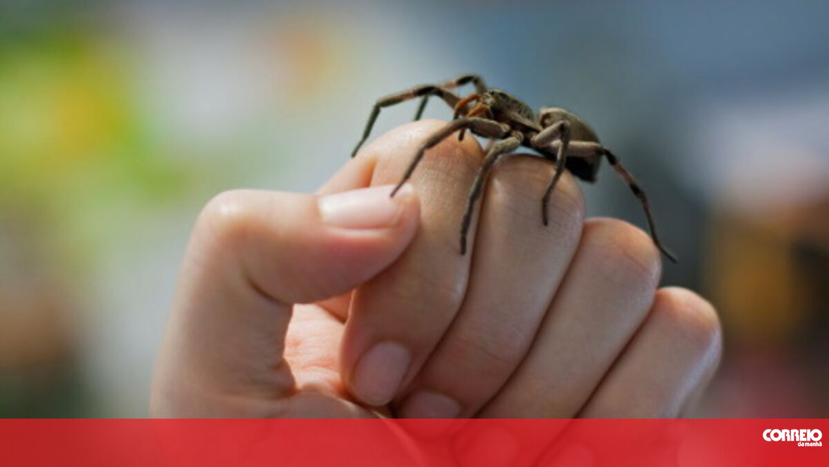 O que Significa Sonhar com Aranhas