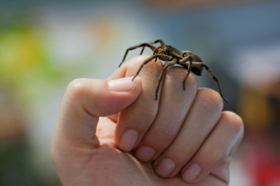 Inglaterra, Londres, aranhas armadeiras brasileiras, infestação, supermercado, família, veneno, mortíferas