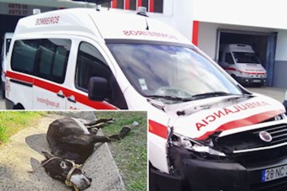 burro, ambulância, Messines, Algarve, atropelamento, morte