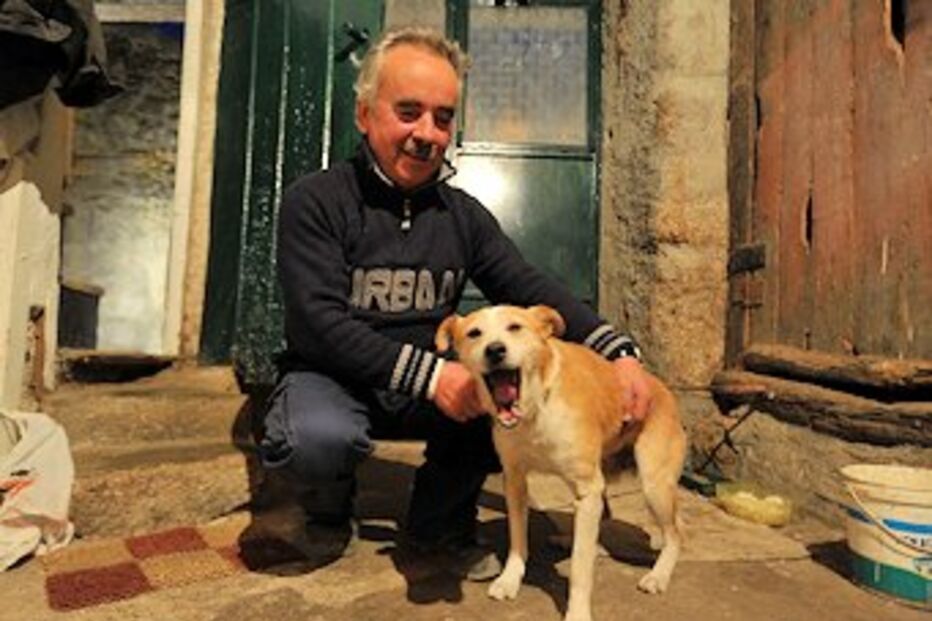 Guarda, cão, morte, frio, agricultor, temperaturas, oliveira, José Luís da Costa, Mizarela, azeitonas