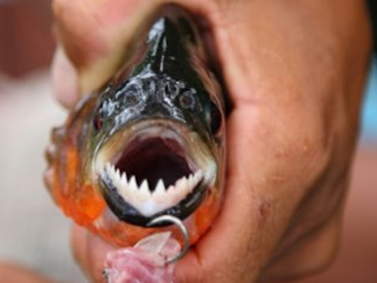 Peixe “morde-testículos” encontrado em águas europeias - Insólitos foto