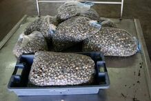 Alcochete, polícia marítima, detenção, apreensão, bivalves, operação