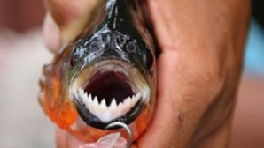 Peixe “morde-testículos” encontrado em águas europeias 