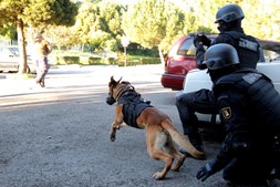 Neste tipo de situação, o cão é utilizado com açaime, uma vez que o suspeito já está desarmado