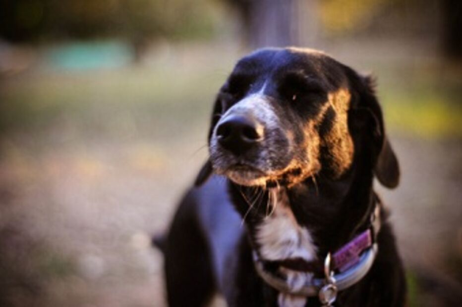 animais, crise, eutanásia, veterinários, tratamentos