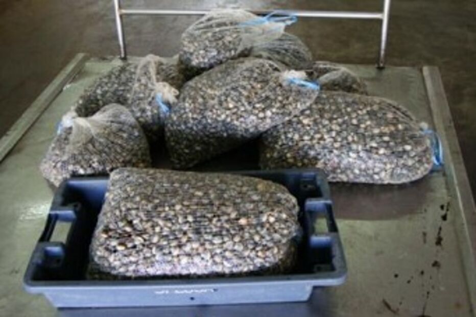 Alcochete, polícia marítima, detenção, apreensão, bivalves, operação