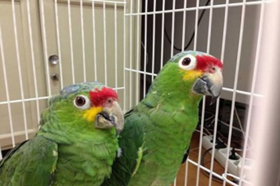 crime, detidos, Porto, comércio, aves, espécies protegidas