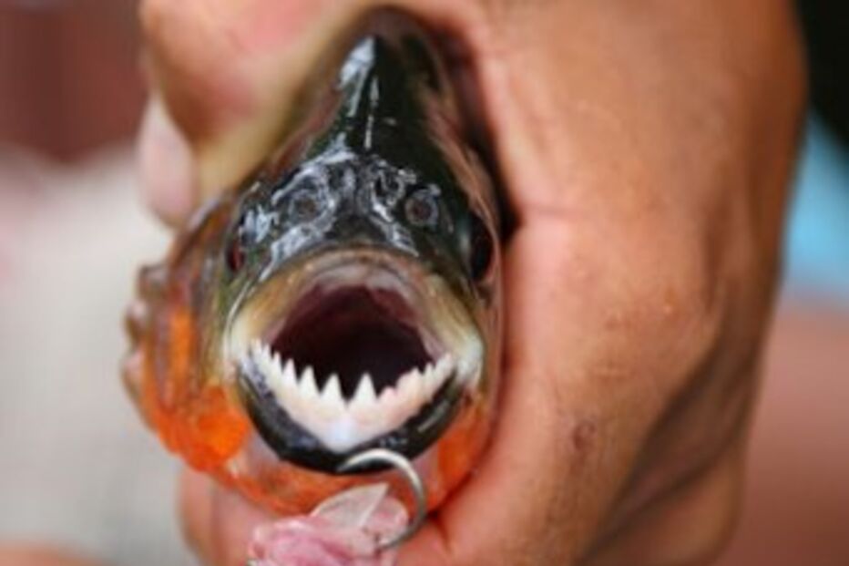 Argentina, pessoas, banhistas, feridos, ataque, carne, praia, fluvial, cidade, Rosário