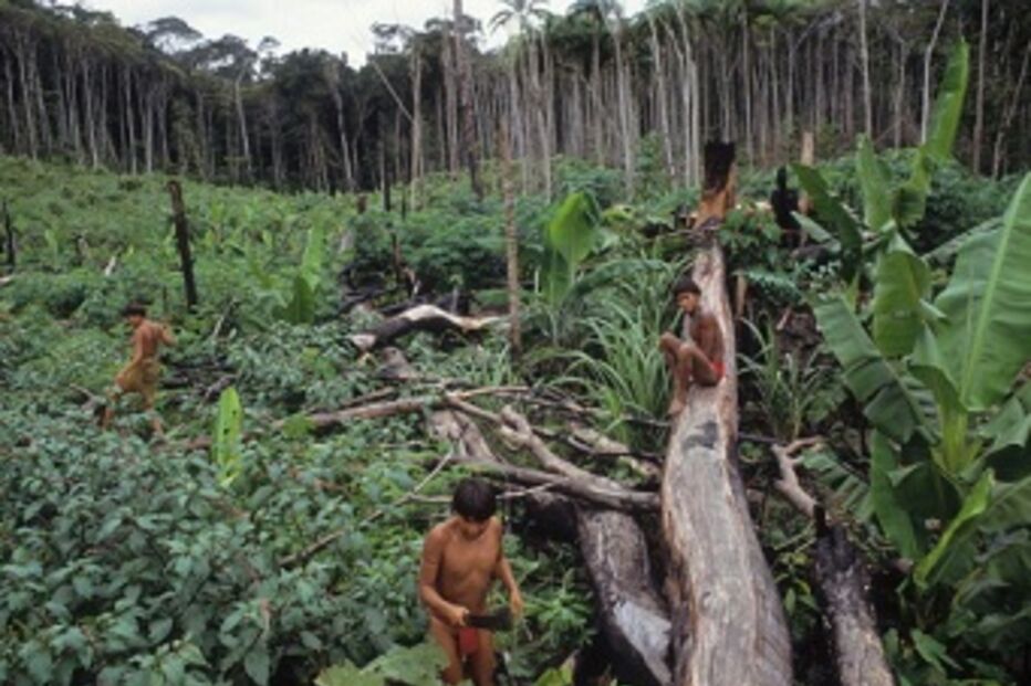 Brasil, aldeias, índios, ataques, Amazonas, madeira