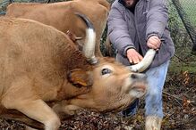 Fotogaleria de António Queirós 